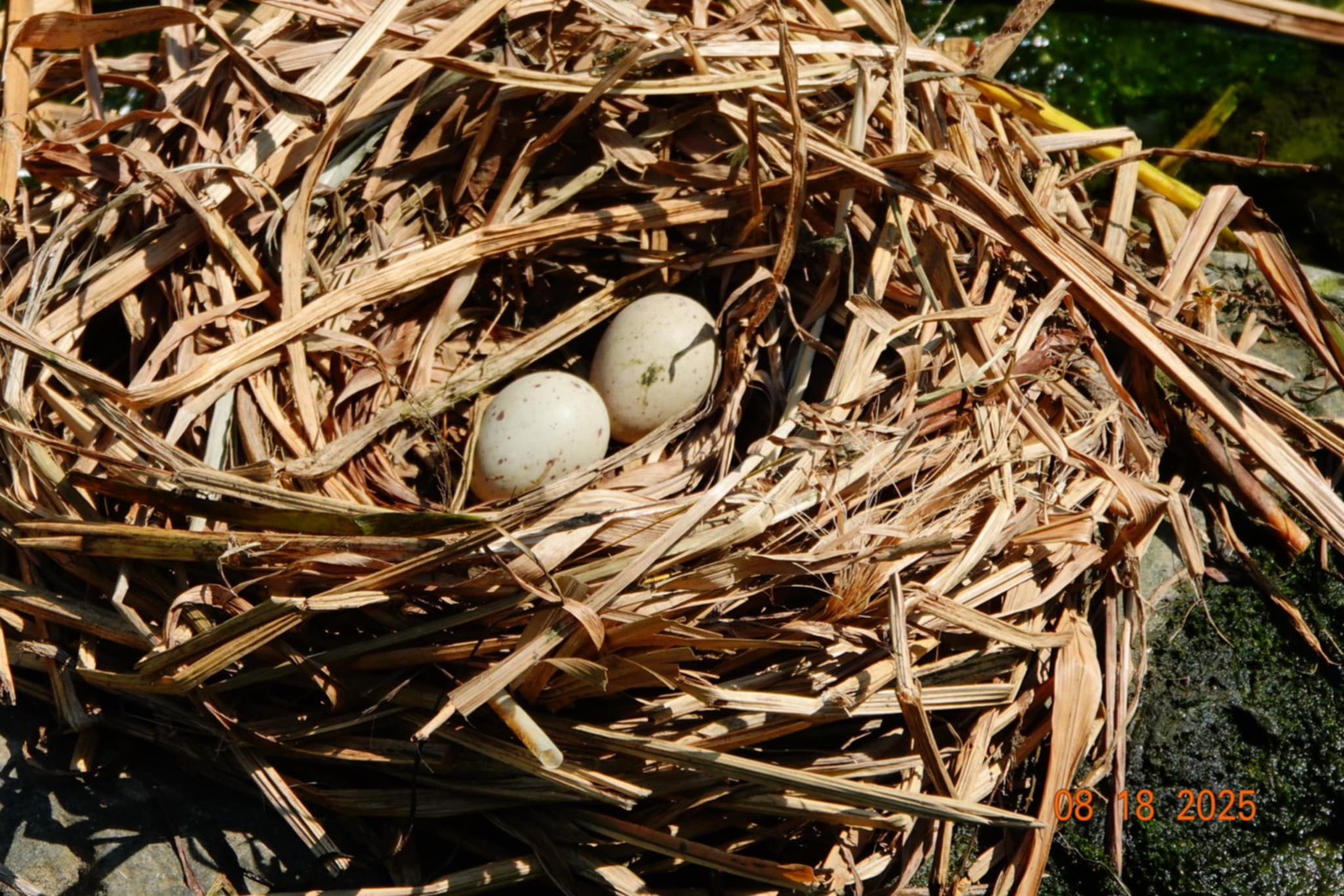  巢中兩顆白底帶斑點的蛋,正在孕育著嶄新的生命